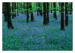Bluebells In Field Bluebells In Field