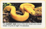 World Reptiles Elementary - PDF World Reptiles Elementary - PDF