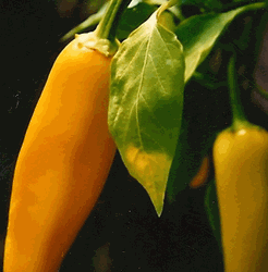 Hungarian Hot Wax Pepper Hungarian Hot Wax Pepper