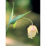 Fairy Lantern Dropper, 1 oz, Flower Essence Services