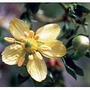 Chaparral Dropper, 1 oz, Flower Essence Services