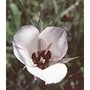 Splendid Mariposa Lily Dropper, 0.25 oz, Flower Essence Services