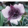 Star Tulip Dropper, 1 oz, Flower Essence Services