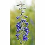 Tall Mountain Larkspur Dropper, 1 oz, Flower Essence Services
