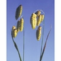 Quaking Grass Dropper, 0.25 oz, Flower Essence Services