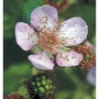 Blackberry Dropper, 0.25 oz, Flower Essence Services