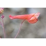 Red Larkspur Dropper, 0.25 oz, Flower Essence Services
