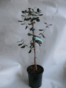 Pineapple Guava 'Mammoth'