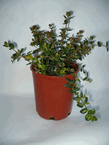 Chilean Guava 1 gal