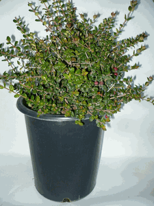 Chilean Guava 5 gal