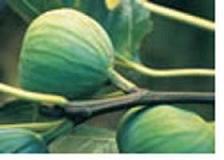 Lattarulla Fig Tree 4" x 9" grower's pot
