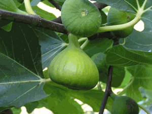 White Genoa Fig Tree Grower's Pot