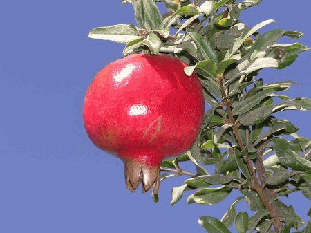 Click to enlarge