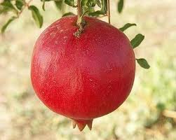 Pomegranate 'Parfianka'