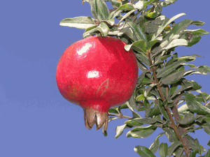 Pomegranate 'Ambrosia'