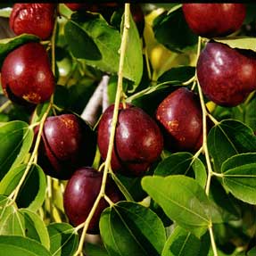 Jujube Tree 'Li'