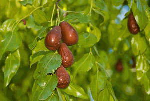 Jujube Tree 'Lang'