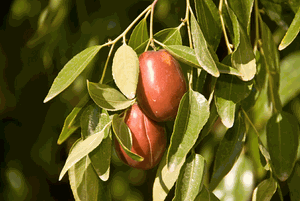 Jujube Tree 'Sherwood'