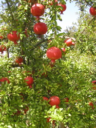 Pomegranate 'Favorite'