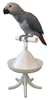 PT the Percher (6 in 1 Product) PT the Percher (6 in 1 Product)
