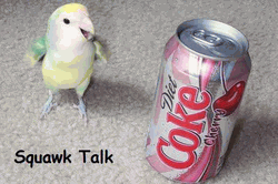 Squawk Talk Squawk Talk