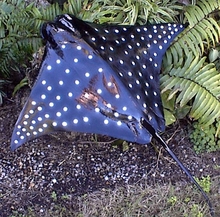 20" Spotted Eagle Ray Half Mount Fish Replica