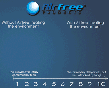 Airfree Enviro RL60 Air Sterilizer Strawberry Test