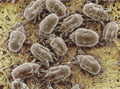 Dust Mites