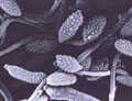 Mold