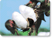 Natural Cotton fron Texas and California