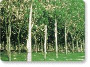 Natural Latex from Indonesia and Malaysia