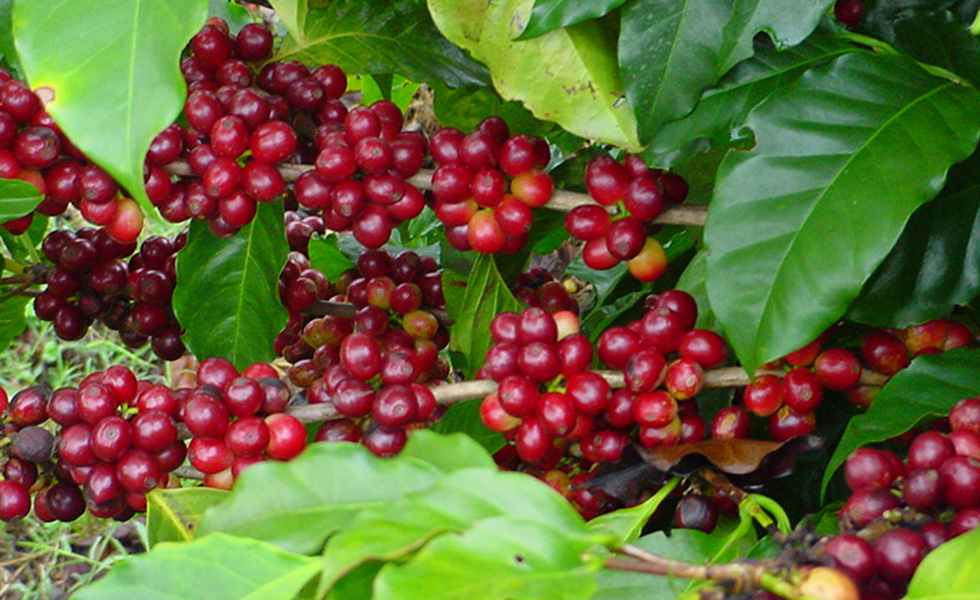 Costa Rica Coffee Plants