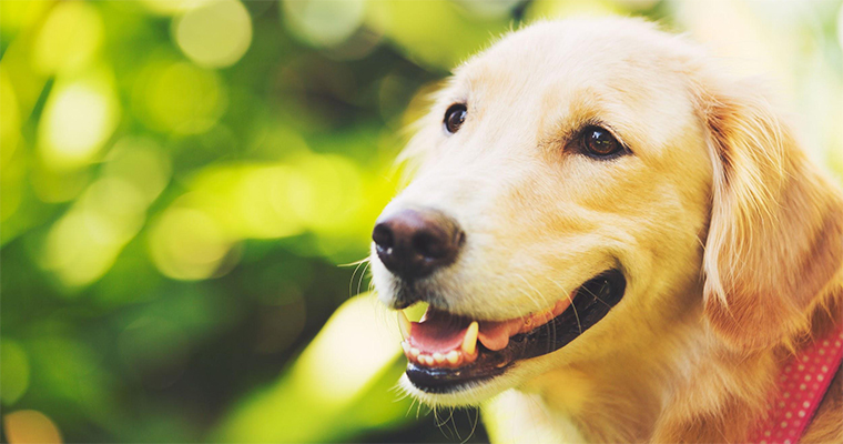 10 Tips To Better Fundraise For Animal Shelters