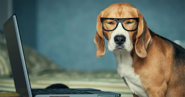 10 Tips To Better Fundraise For Animal Shelters