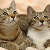 link to The 10 Healthiest Ways to Relax with Your Cat