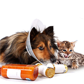 link toMost Common Pet Health Problems