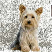 link to 10 Products To Keep Your Pet From Getting Lost