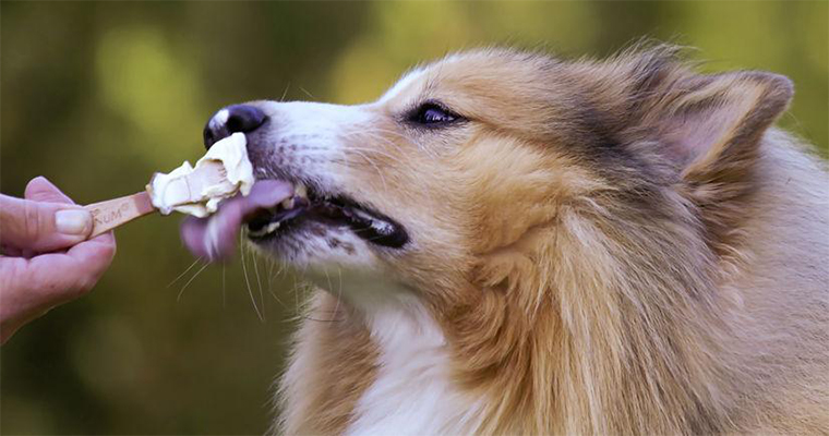 Top 10 Places to Take Your Pet on the West Coast