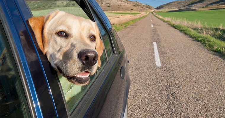 Top 10 Places to Take Your Pet on the West Coast