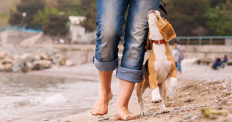 Top 10 Places to Take Your Pet on the West Coast
