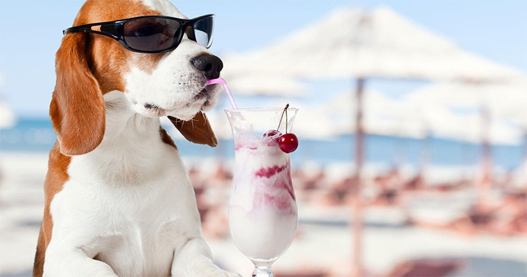 Top 10 Places to Take Your Pet on the West Coast