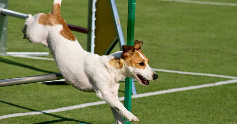 Top 10 Places to Take Your Pet on the West Coast