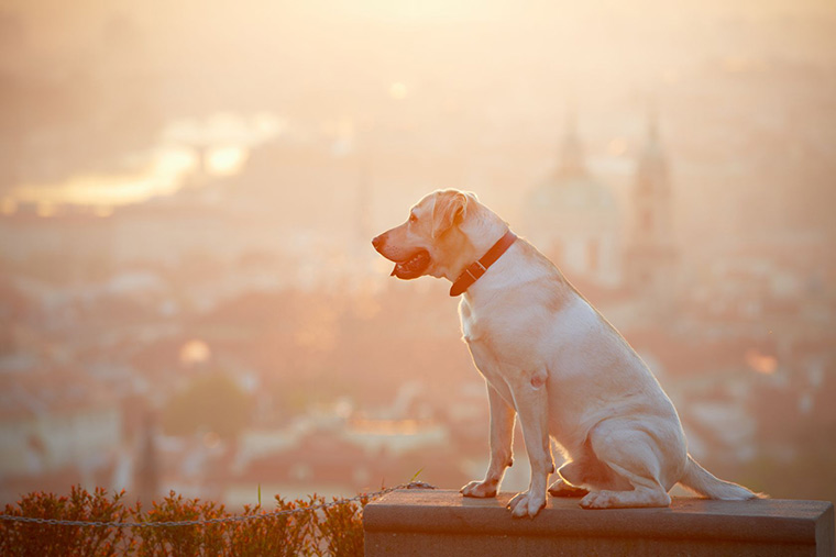 learning from dogs