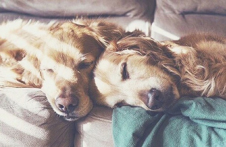 learning from dogs