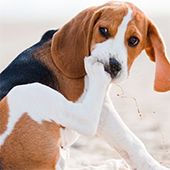 link to 10 Tips to Keeping Your Pet Flea Free