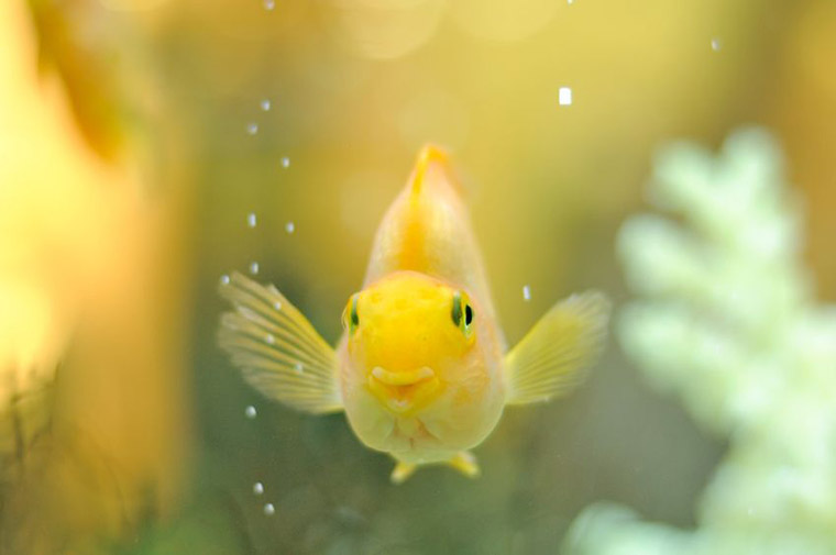 Caring For Pet Fish