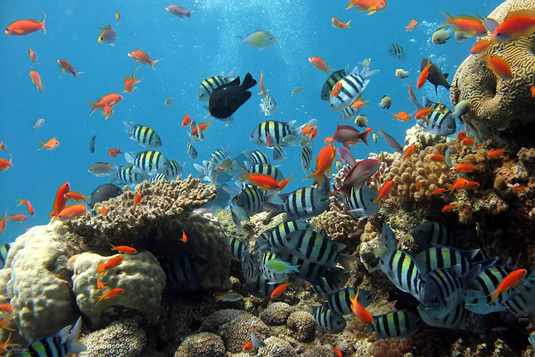 Caring For Pet Fish