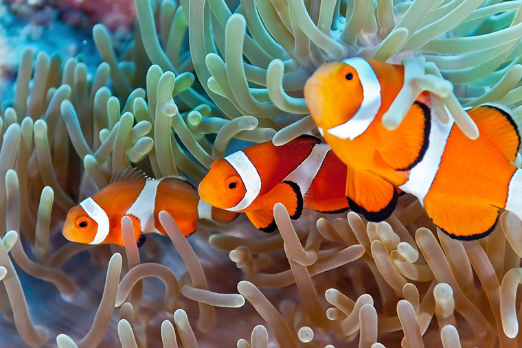 Caring For Pet Fish