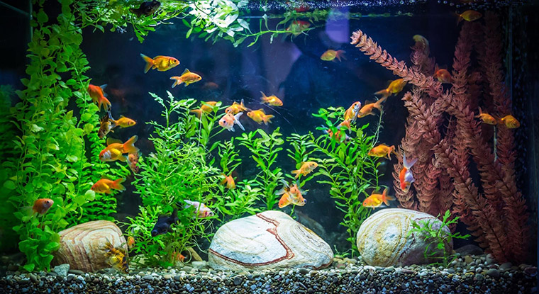 Caring For Pet Fish
