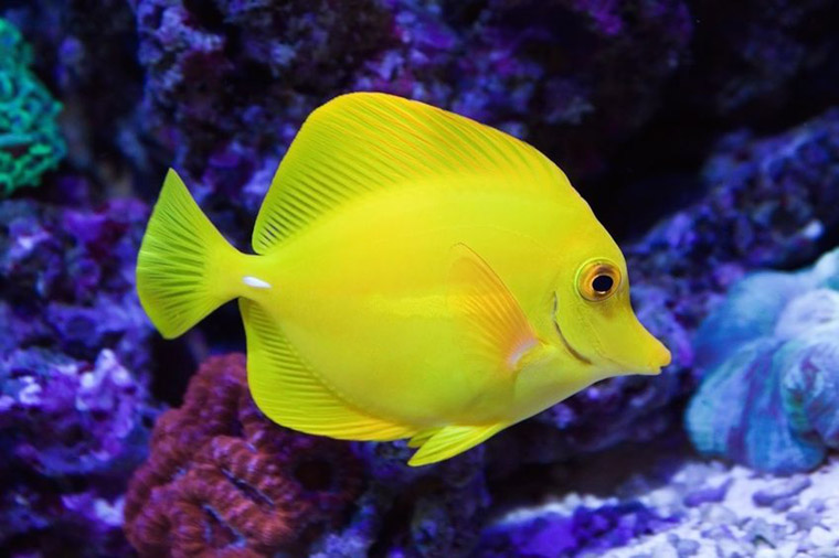 Caring For Pet Fish